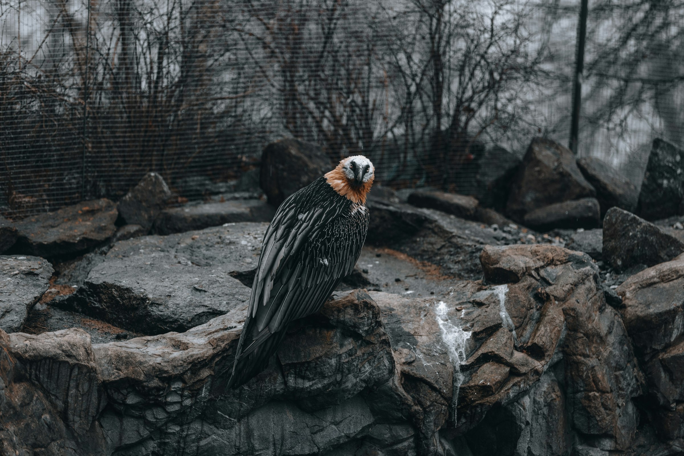 A large bird of prey sitting on a rock by Florian Schindler