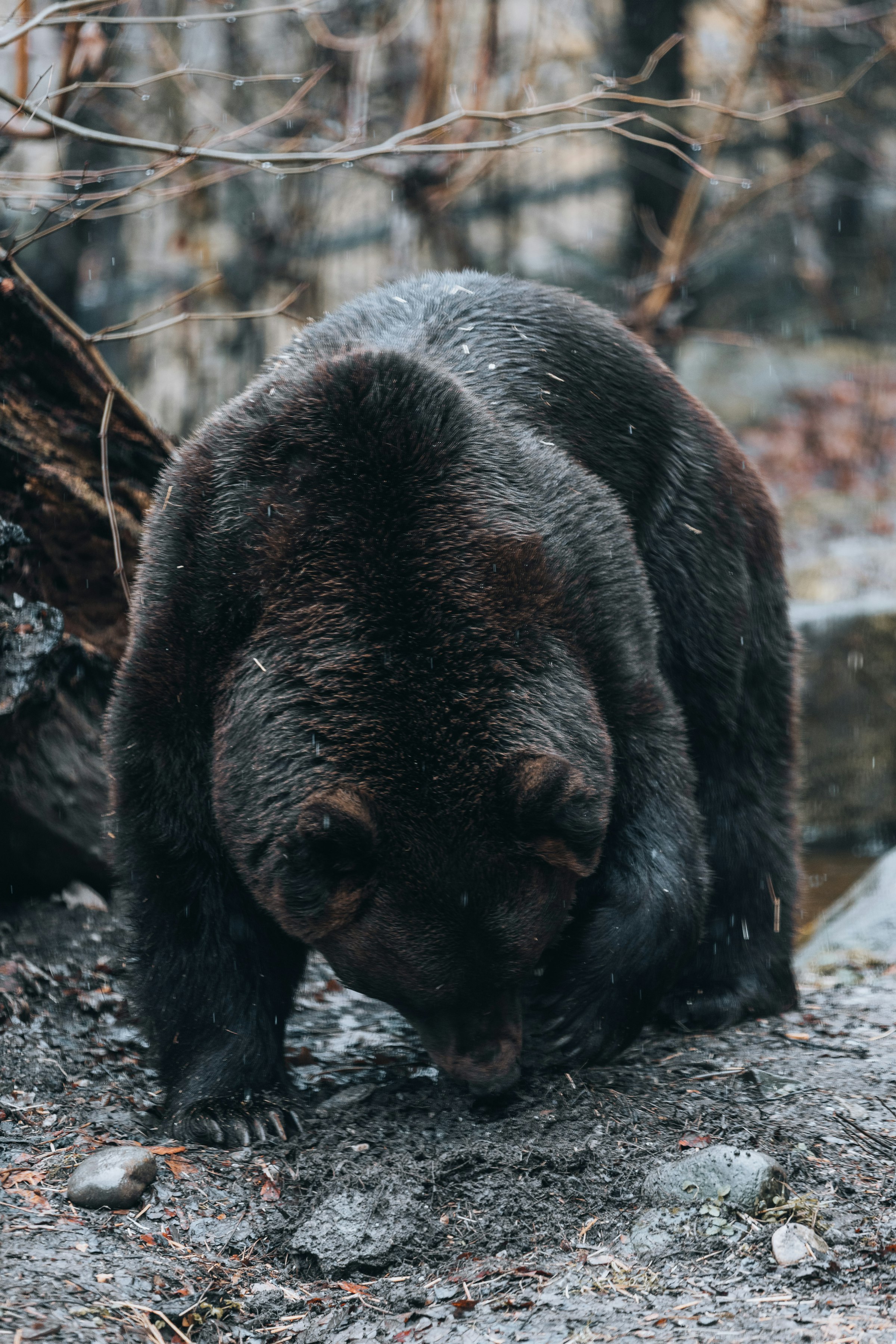 A black bear standing on a rock in the woods by Florian Schindler