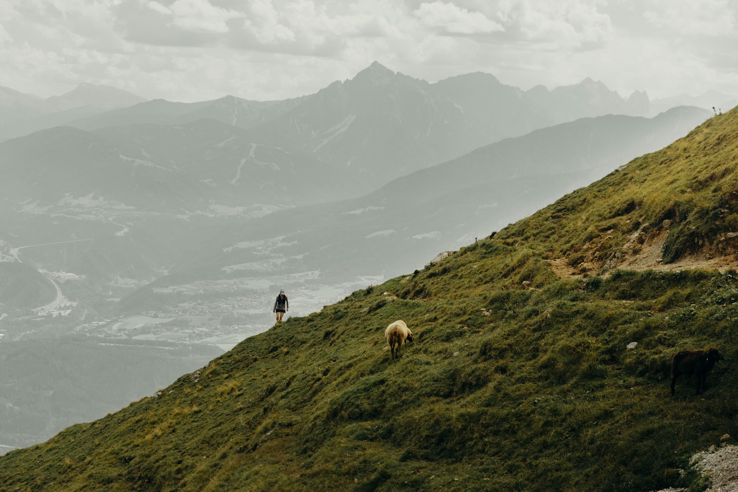 A hiker and sheep on a grassy mountain slope by Florian Schindler