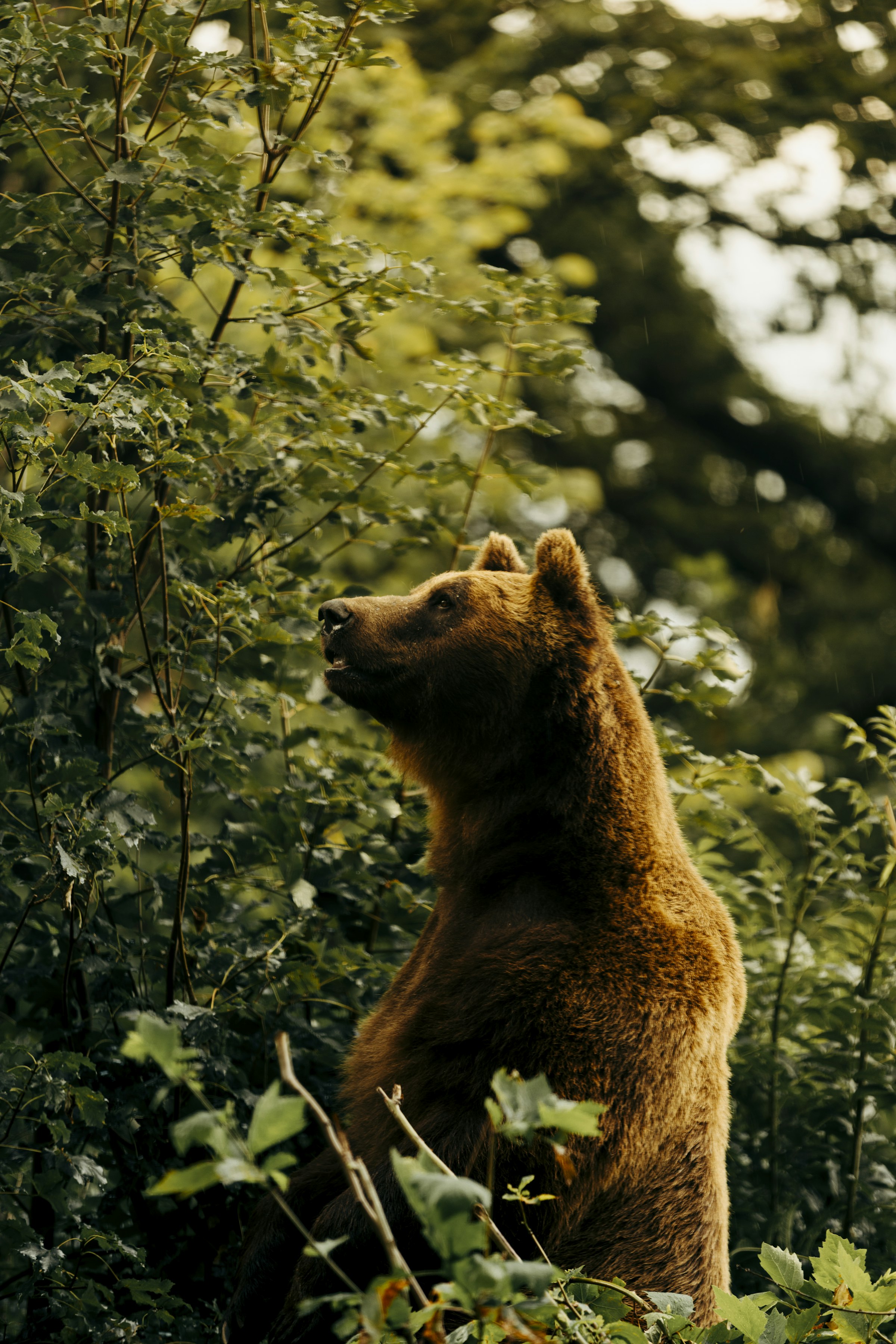 A brown bear amidst dense green foliage by Florian Schindler