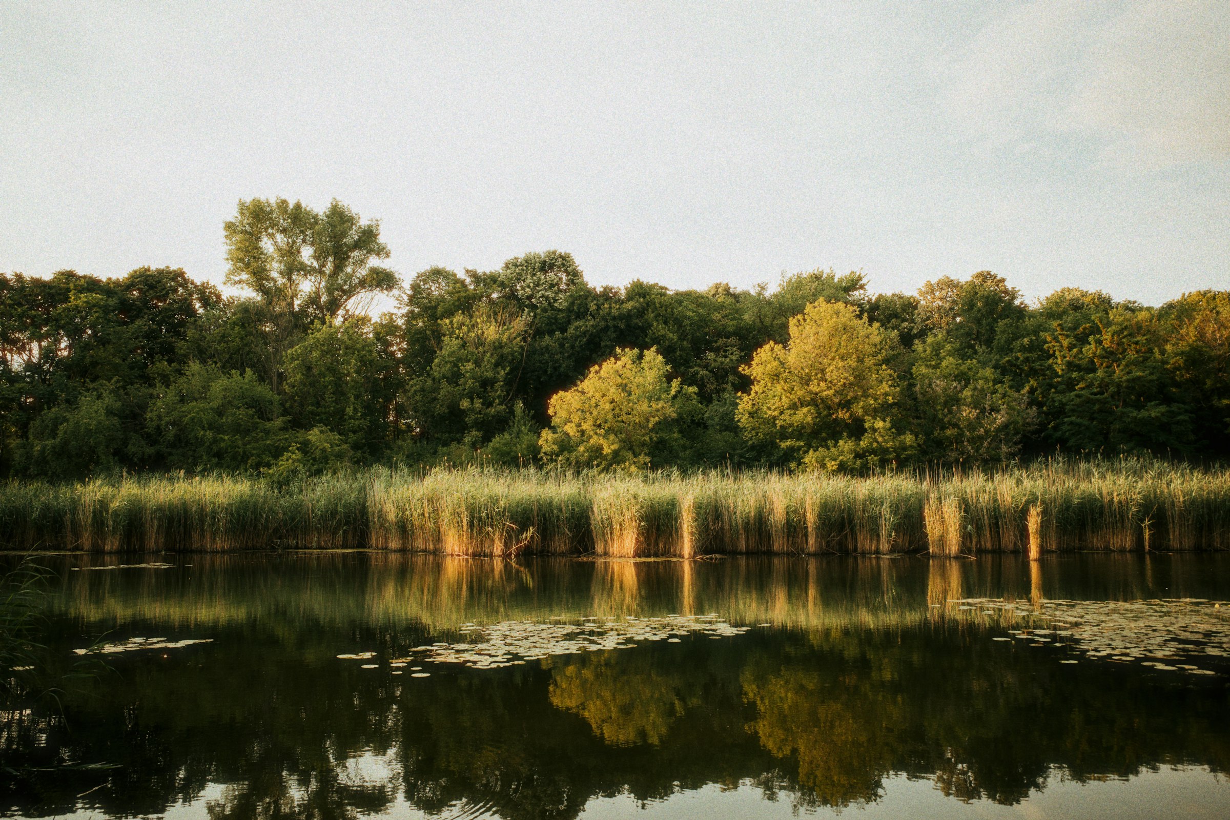 Reeds and trees reflected in a calm lake by Florian Schindler
